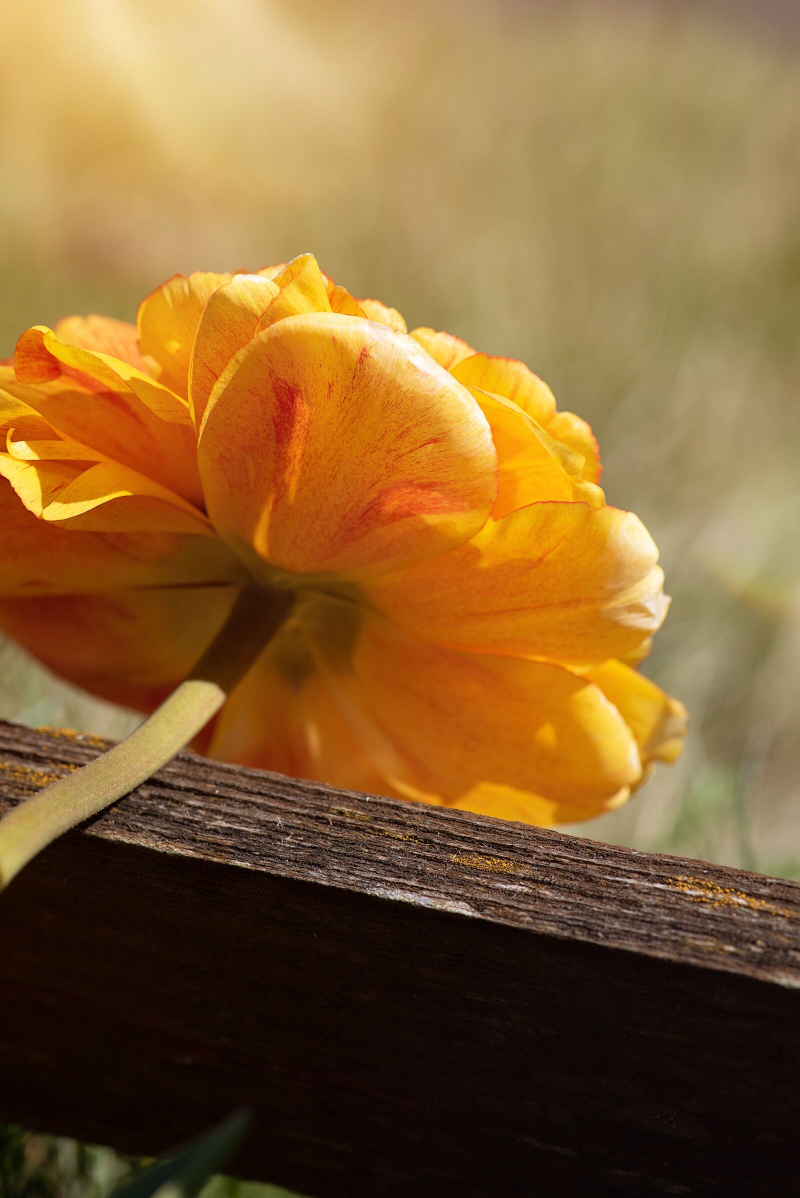 Nikon D750 sample photo. Peony, flower, orange photography