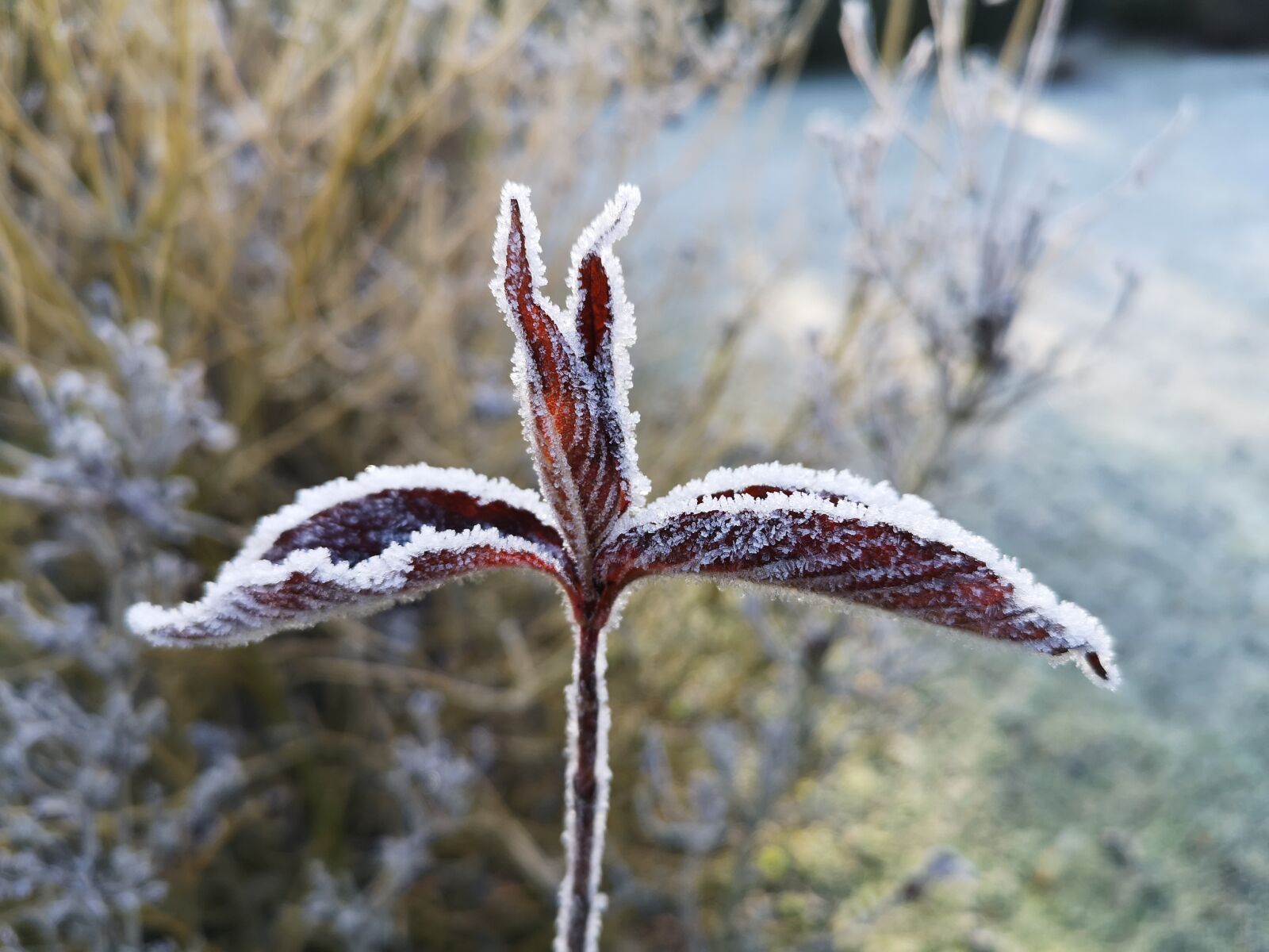 HUAWEI CLT-L09 sample photo. Frost, cold, winter photography