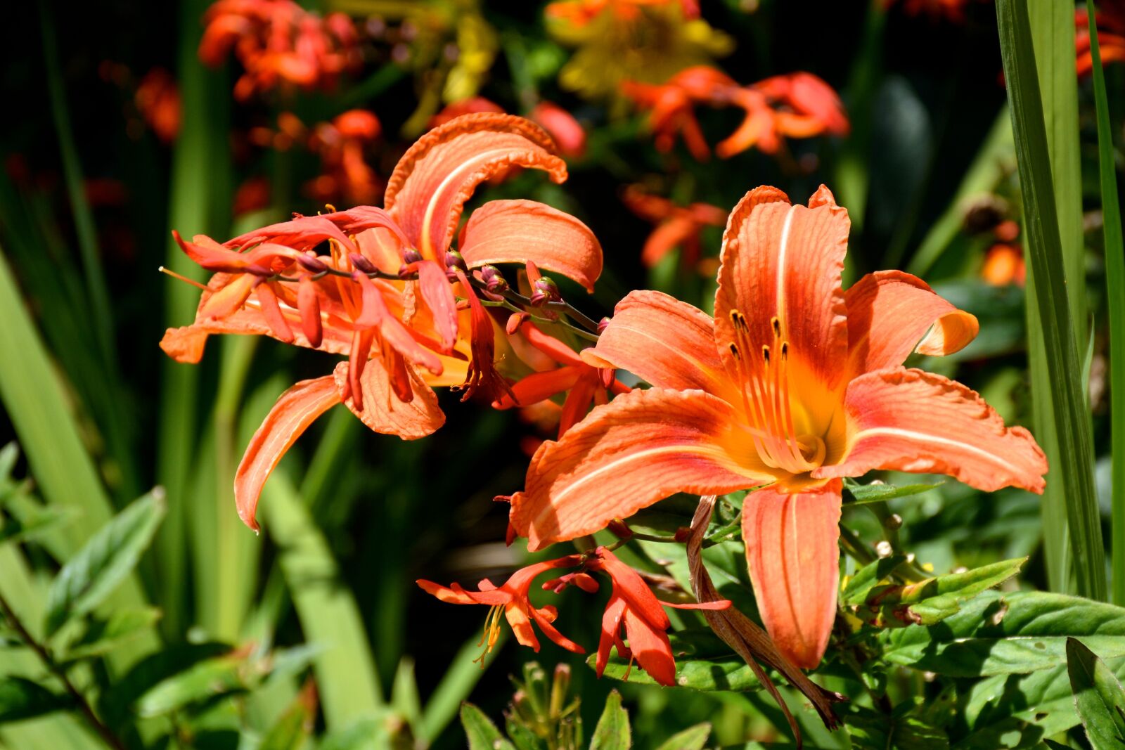 Nikon D7100 sample photo. Lily orange, flower, orange photography