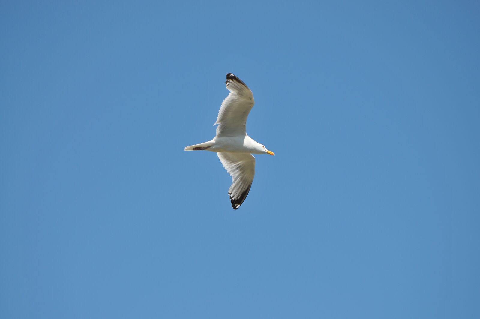 Nikon D300S sample photo. Gull, bird, sky photography