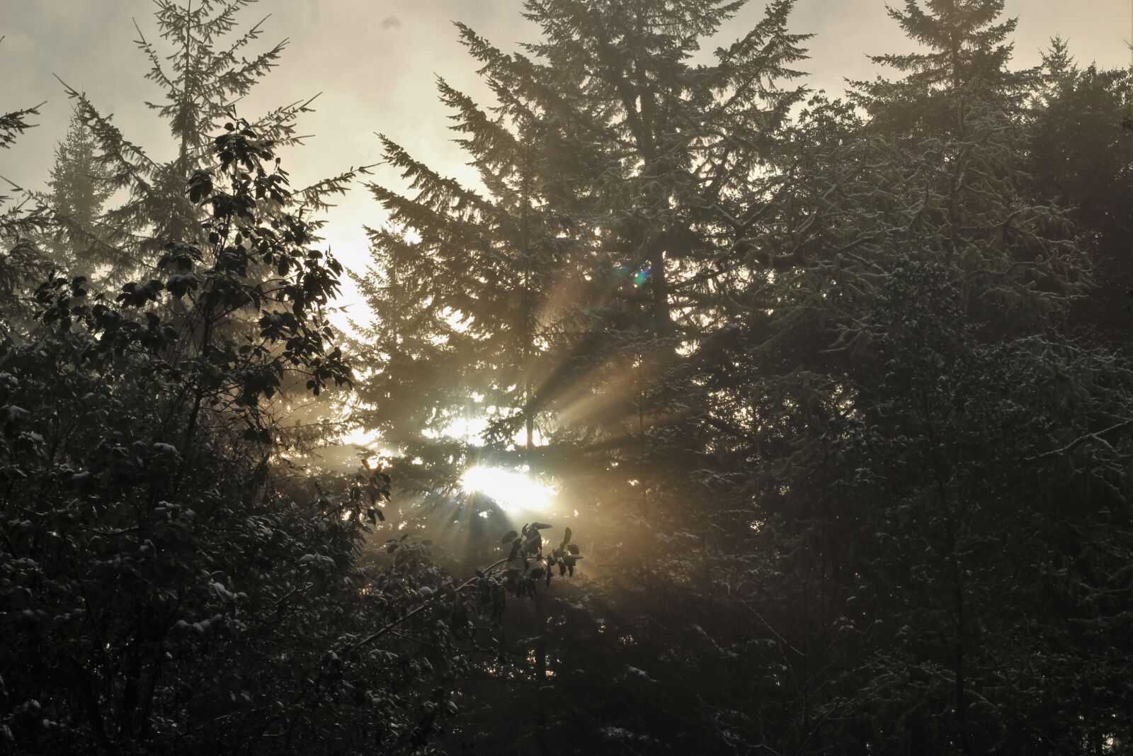 Canon EOS 1200D (EOS Rebel T5 / EOS Kiss X70 / EOS Hi) sample photo. Fog, light, trees photography