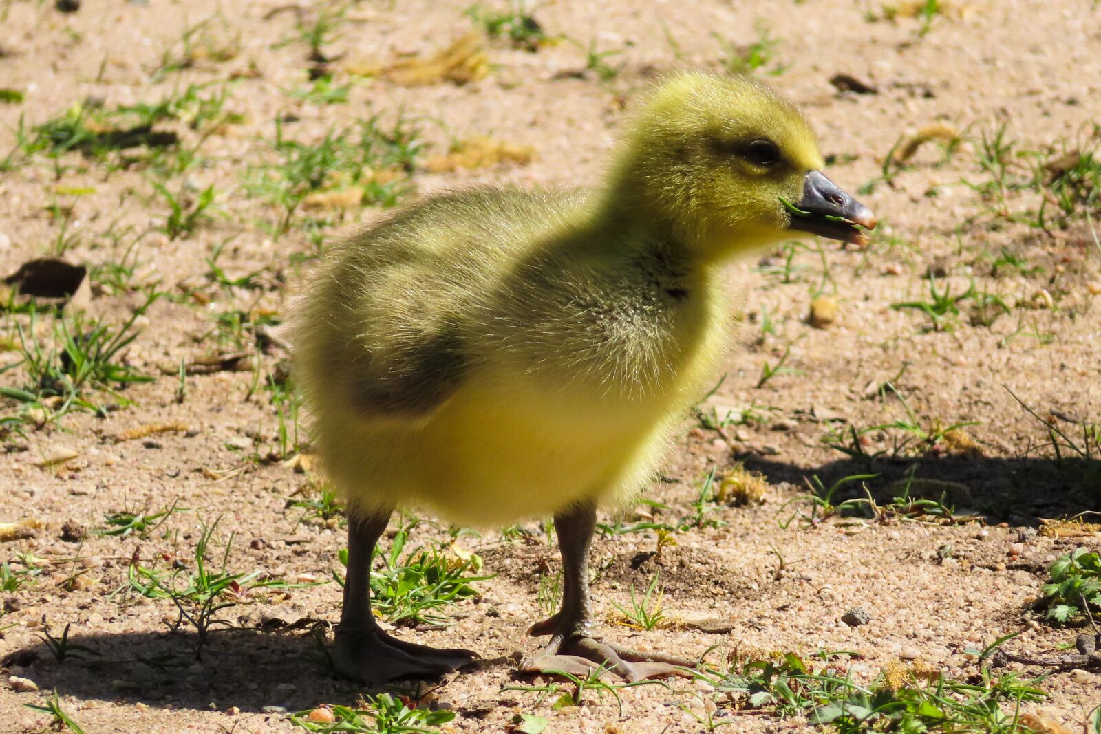 Canon PowerShot SX740 HS sample photo. Animals, goose, chicks photography