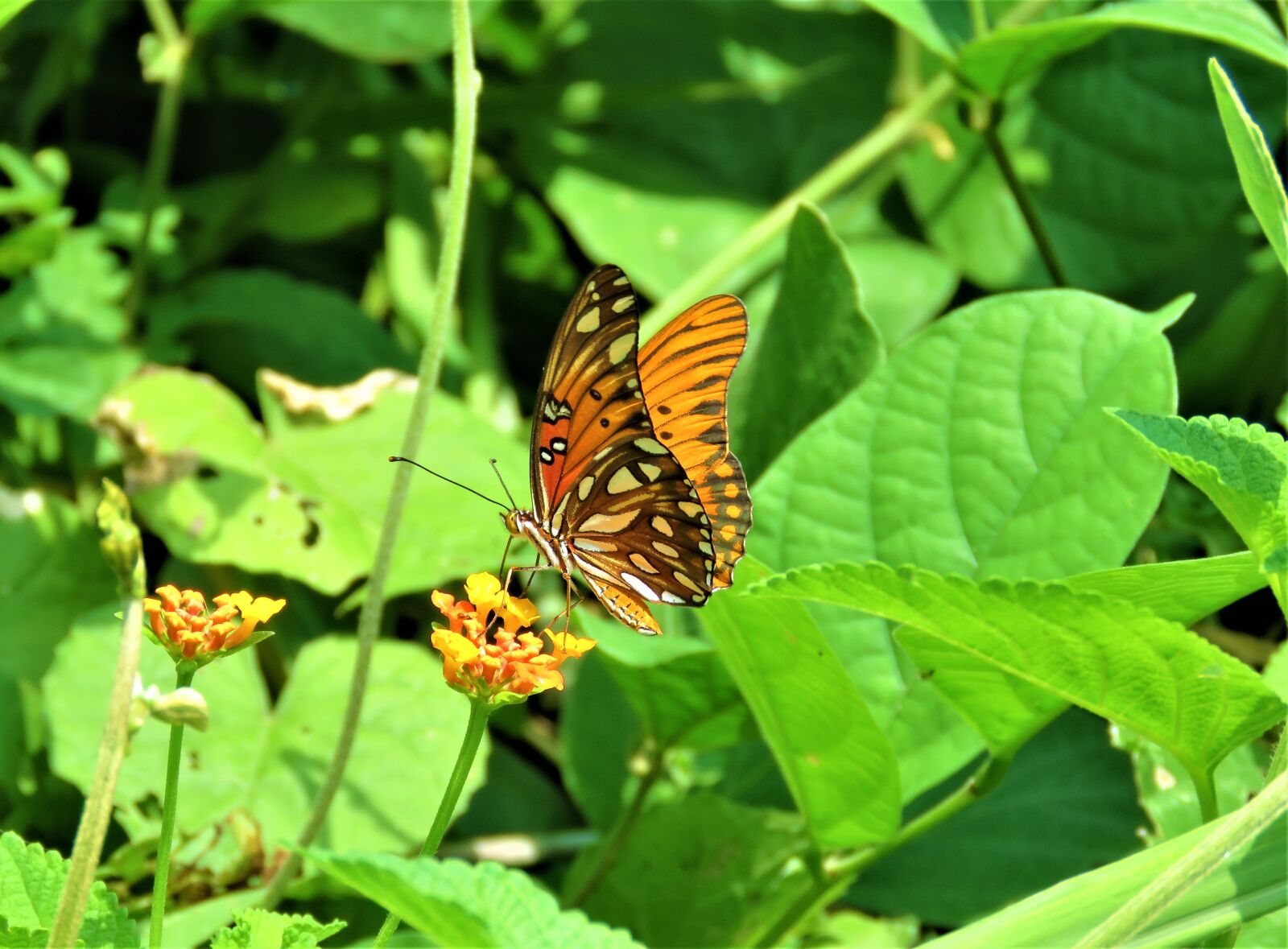 Canon PowerShot SX60 HS sample photo. Butterfly, orange, flower photography