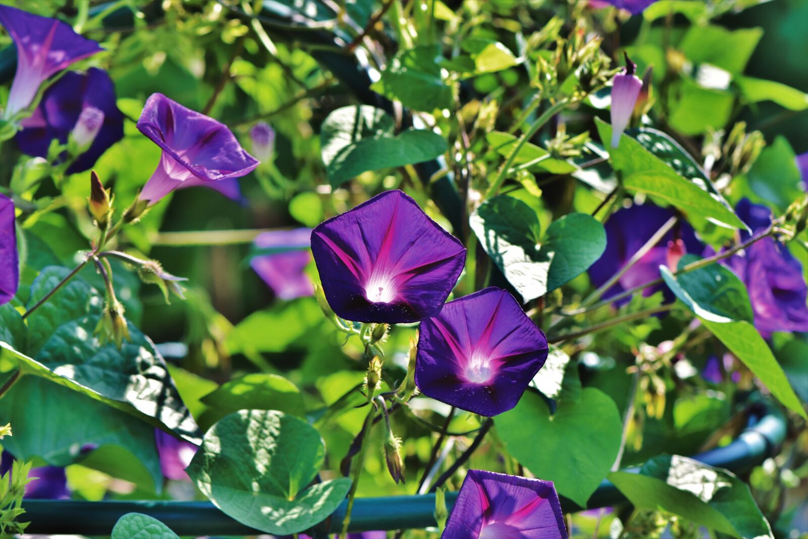 Nikon D7200 sample photo. Superb thread, morning glory photography