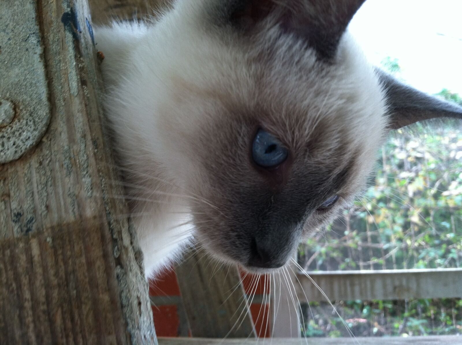 Apple iPhone 4 sample photo. Siamese, kitten, cat photography
