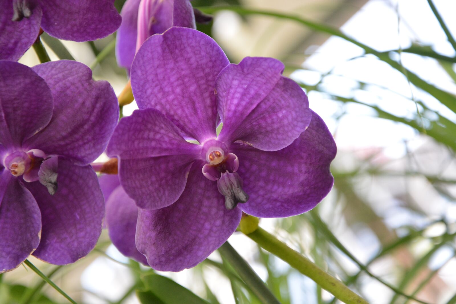 Nikon D5200 sample photo. Flowers, orchid, plant photography