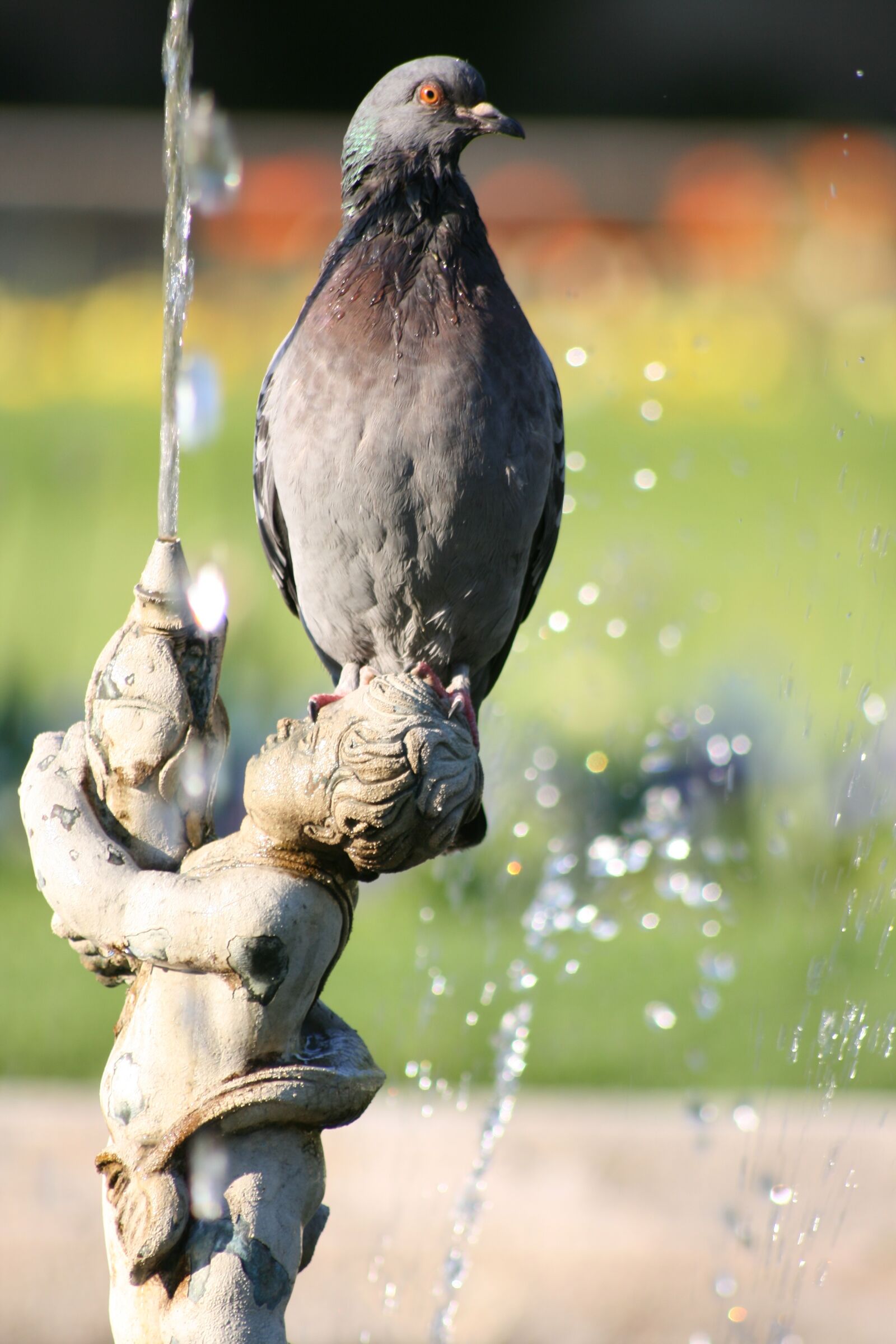 Canon EOS 400D (EOS Digital Rebel XTi / EOS Kiss Digital X) sample photo. Pigeon, fountain, park photography