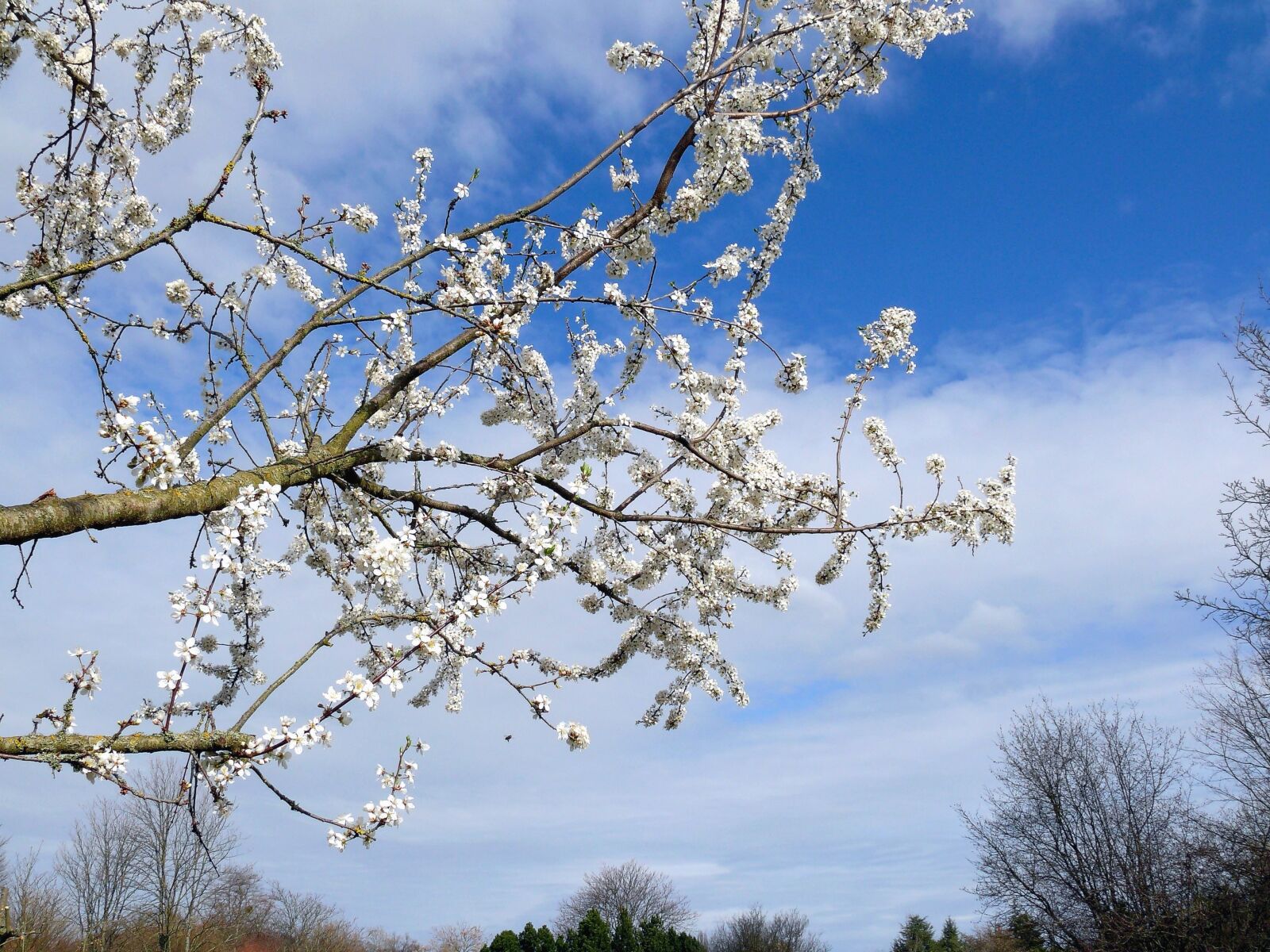 Panasonic DMC-FZ50 sample photo. Sky, spring, tree, branch photography