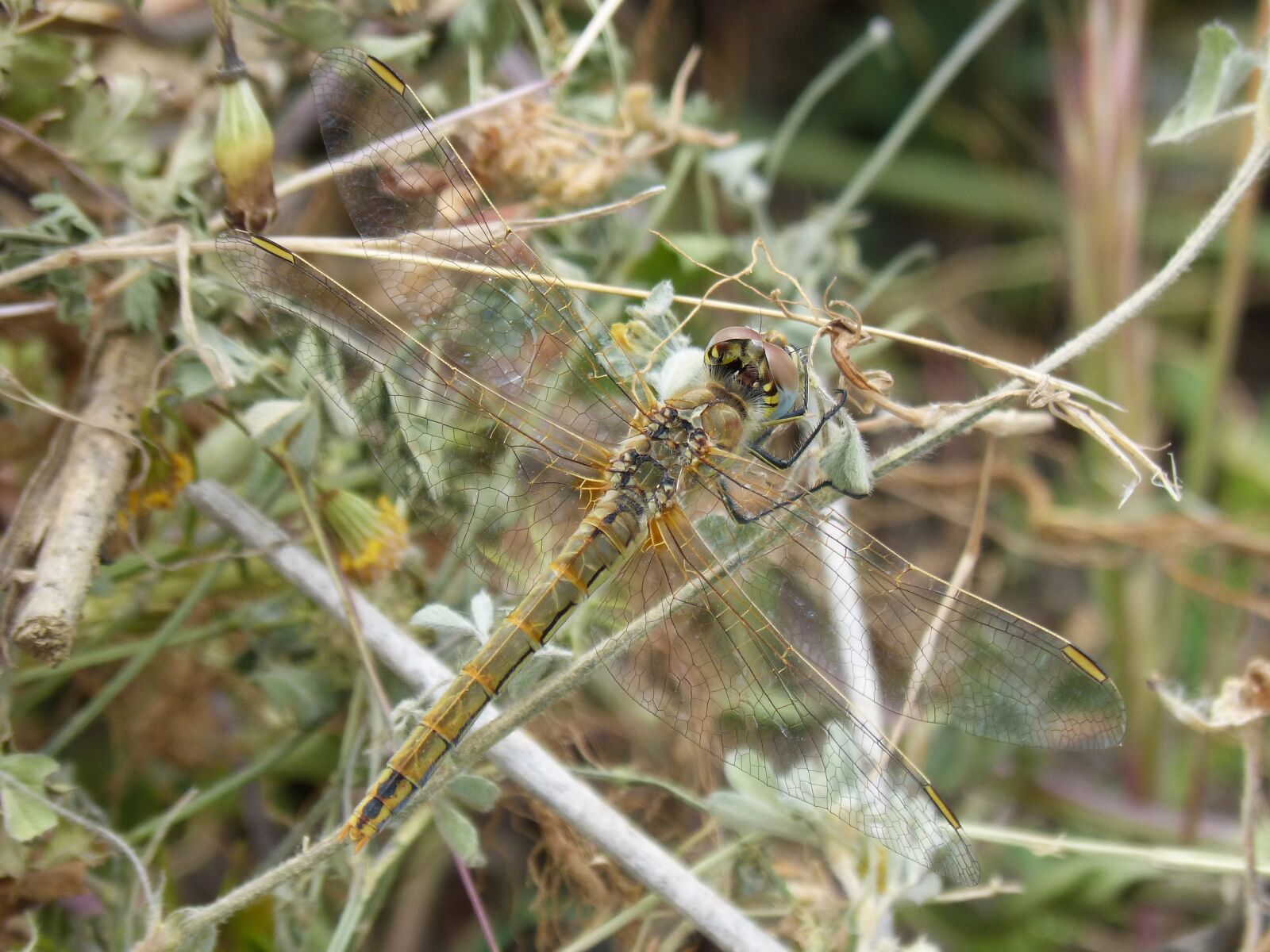 Panasonic DMC-FZ62 sample photo. Dragonfly, yellow dragonfly, detail photography