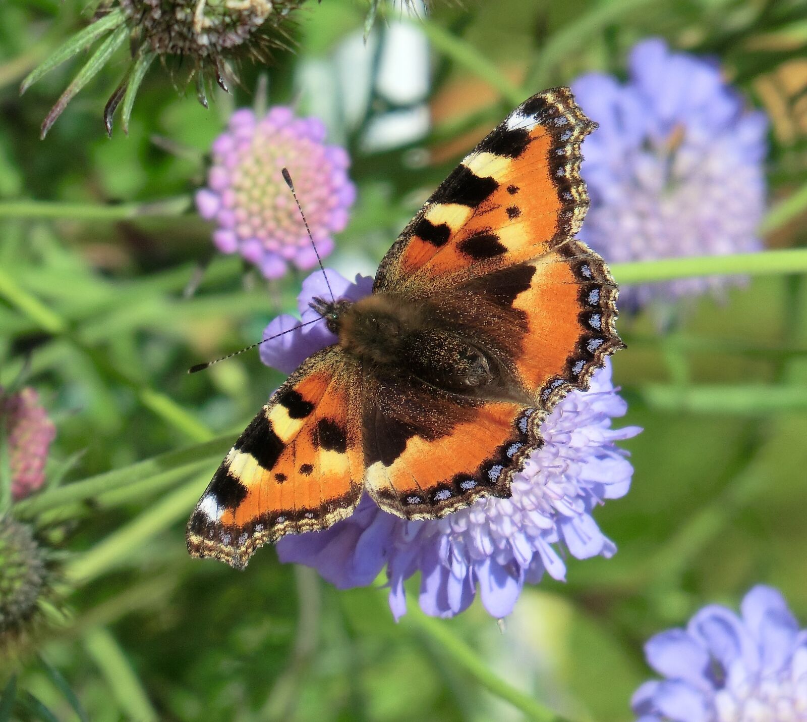CASIO EX-H20G sample photo. Admiral, butterfly, flowers photography