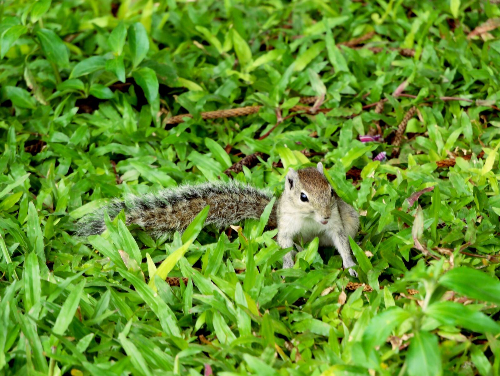 JK KODAK PIXPRO S-1 sample photo. Squirrel, grass, nature photography
