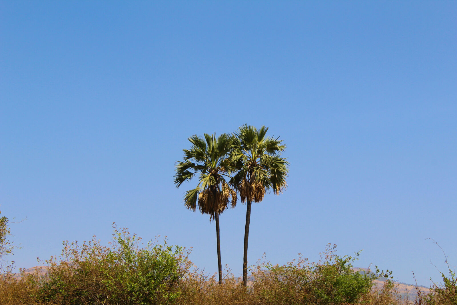 Canon EOS 1200D (EOS Rebel T5 / EOS Kiss X70 / EOS Hi) sample photo. Blue, sky, coconut, tree photography