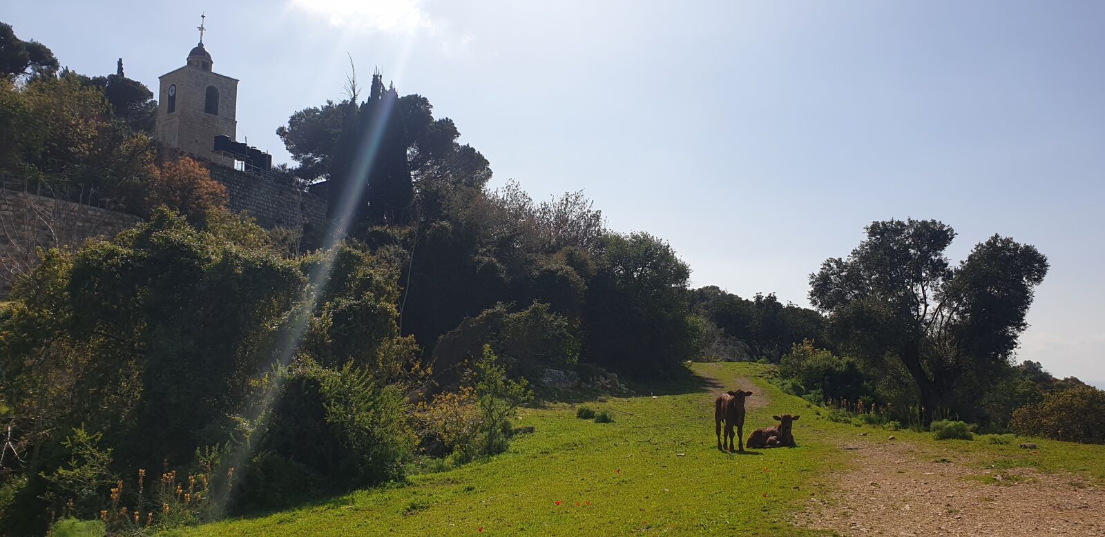 Samsung Galaxy Note9 sample photo. Tavor, trail, israel photography