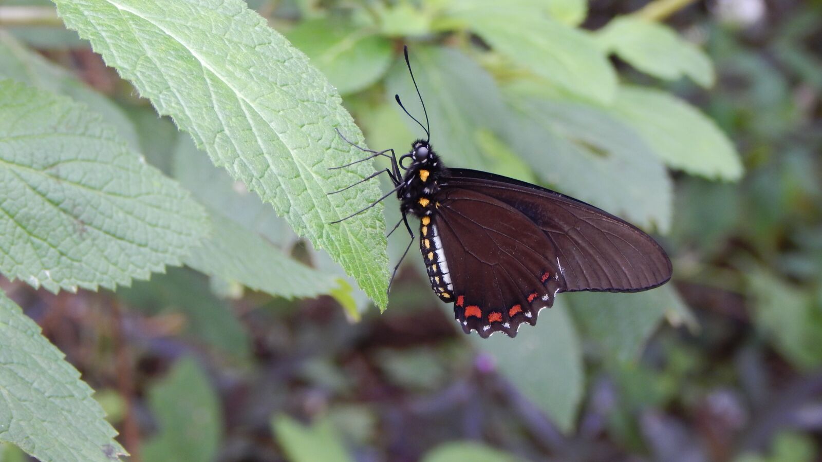 Nikon Coolpix L830 sample photo. Butterfly, nature, natural photography