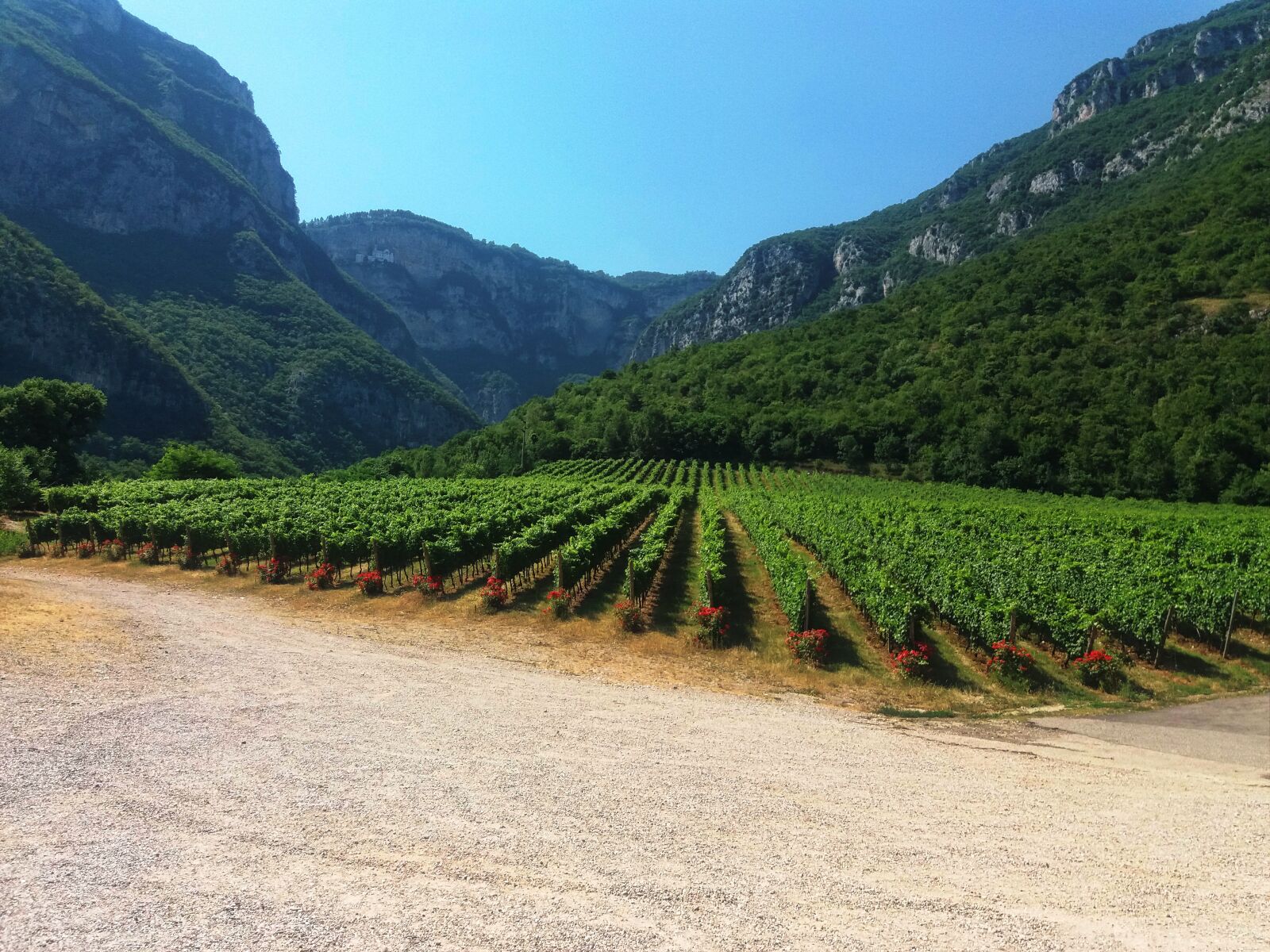 Samsung Galaxy J5(2016) sample photo. Vines, vineyard, südtirol photography