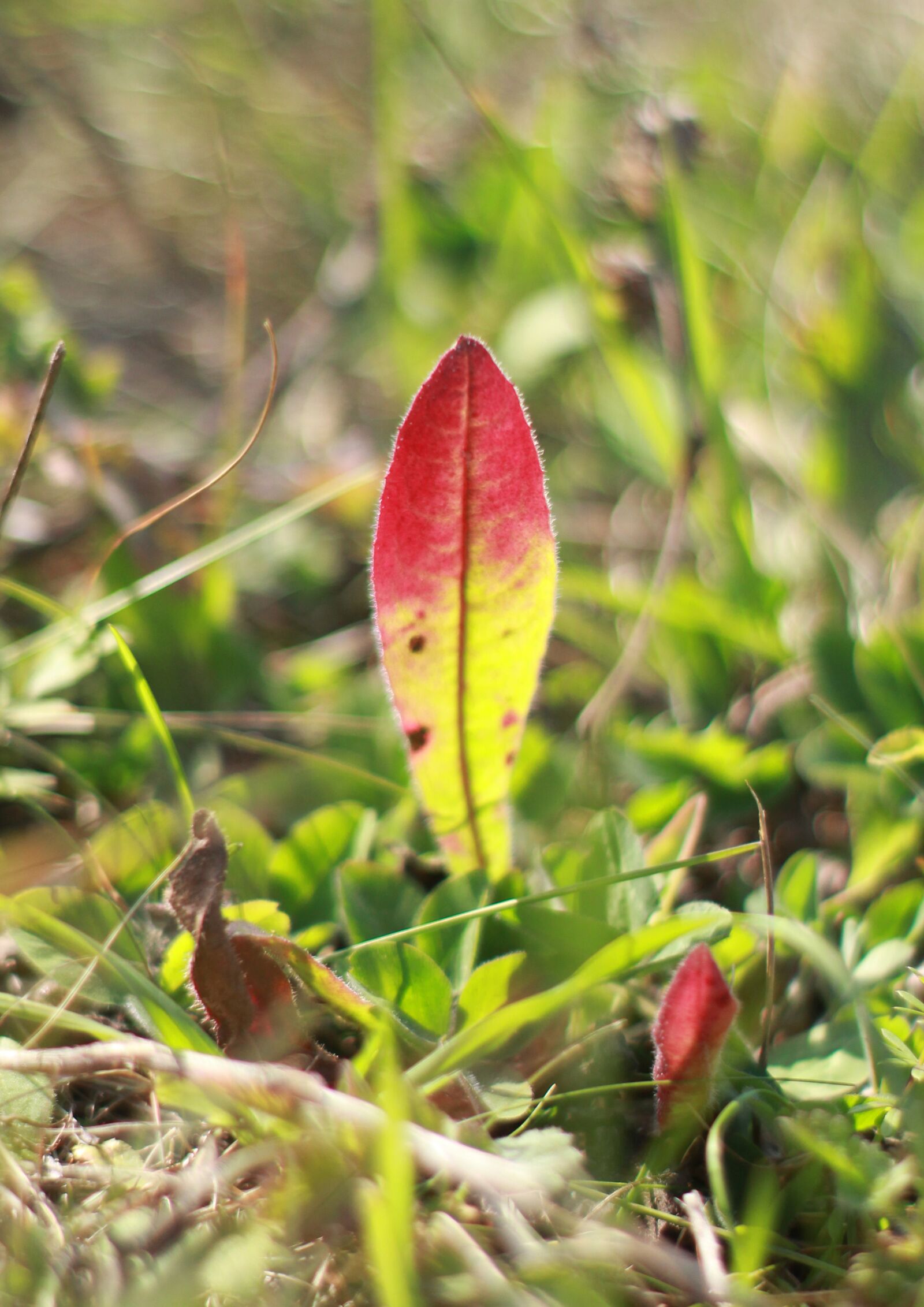 Canon EOS 1200D (EOS Rebel T5 / EOS Kiss X70 / EOS Hi) sample photo. Grass, sheet, green photography
