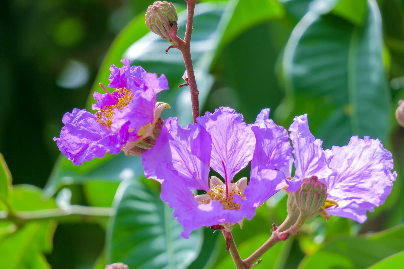 Canon PowerShot G3 X sample photo. Lagerstroemia, flower, plant photography