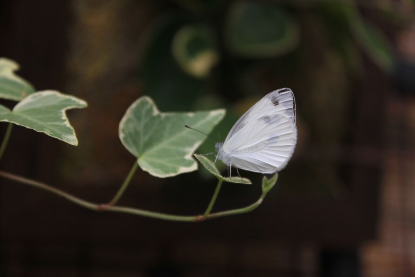 Canon EOS 500D (EOS Rebel T1i / EOS Kiss X3) sample photo. Butterfly, insects, nature photography