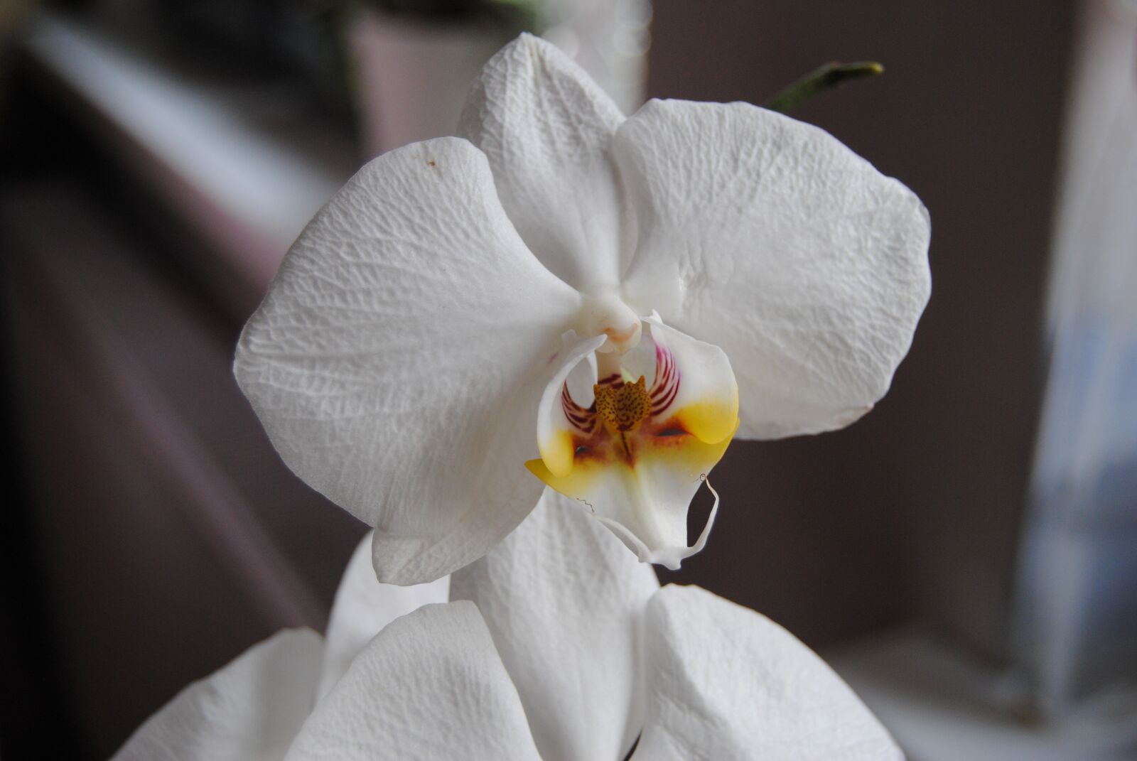 Nikon D3000 sample photo. Flower, nature, plant photography