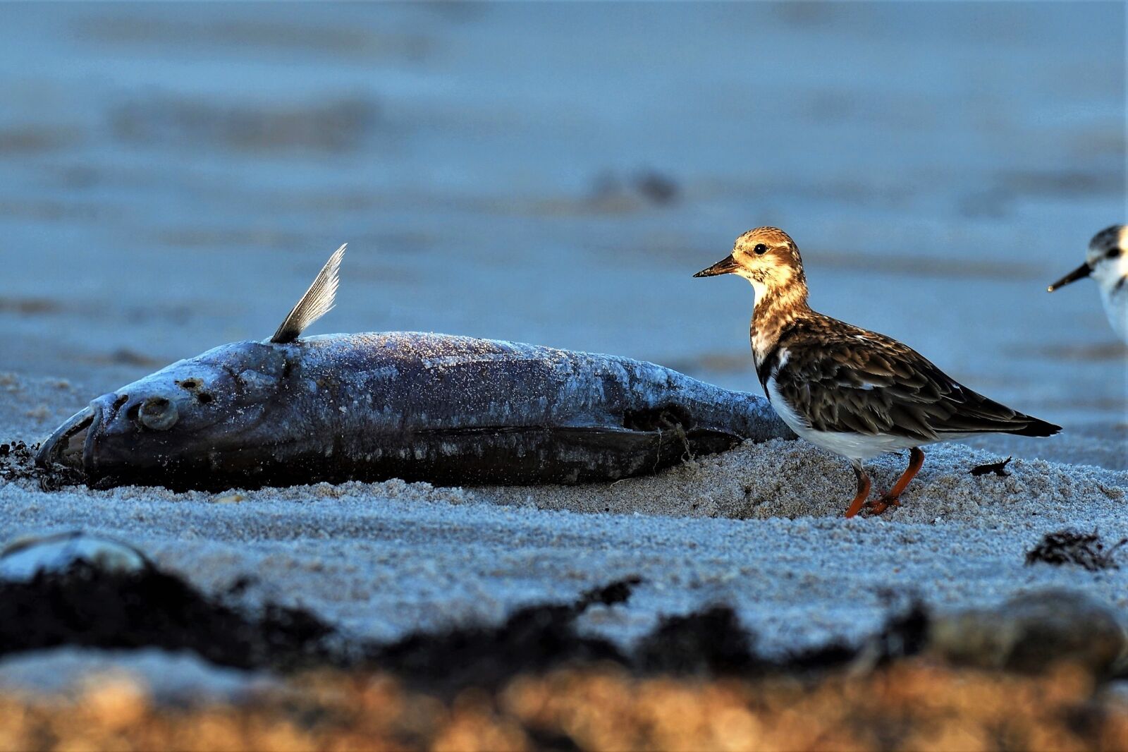Nikon D500 sample photo. Arenaria interpres, stone waltz photography