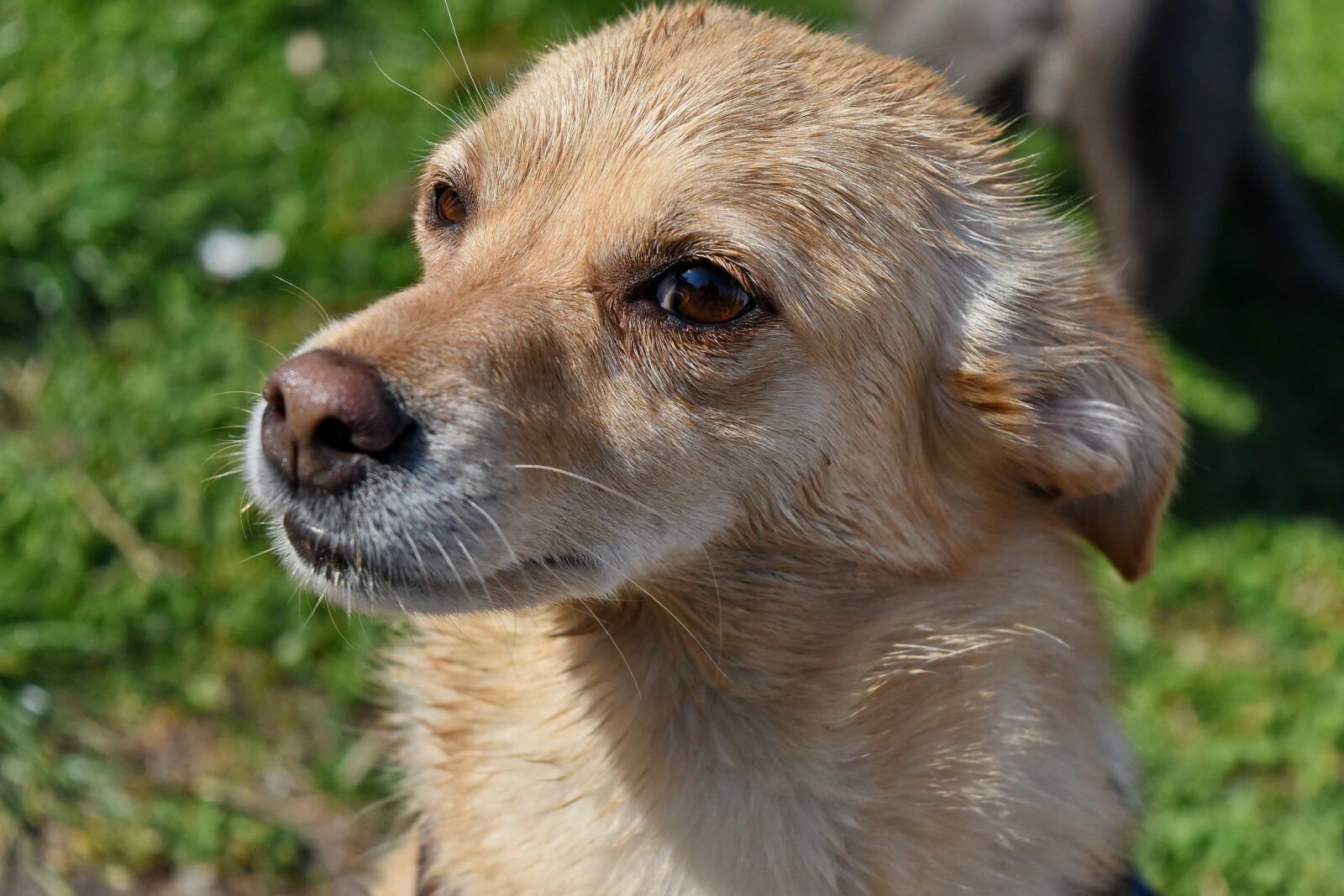 Nikon D5500 sample photo. Dog, cute, animal, canine photography