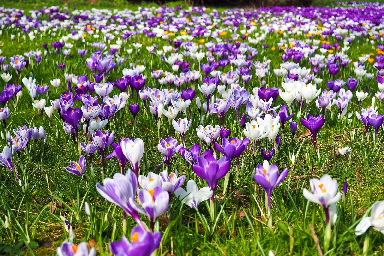 Olympus OM-D E-M10 sample photo. Crocus, flower, spring photography