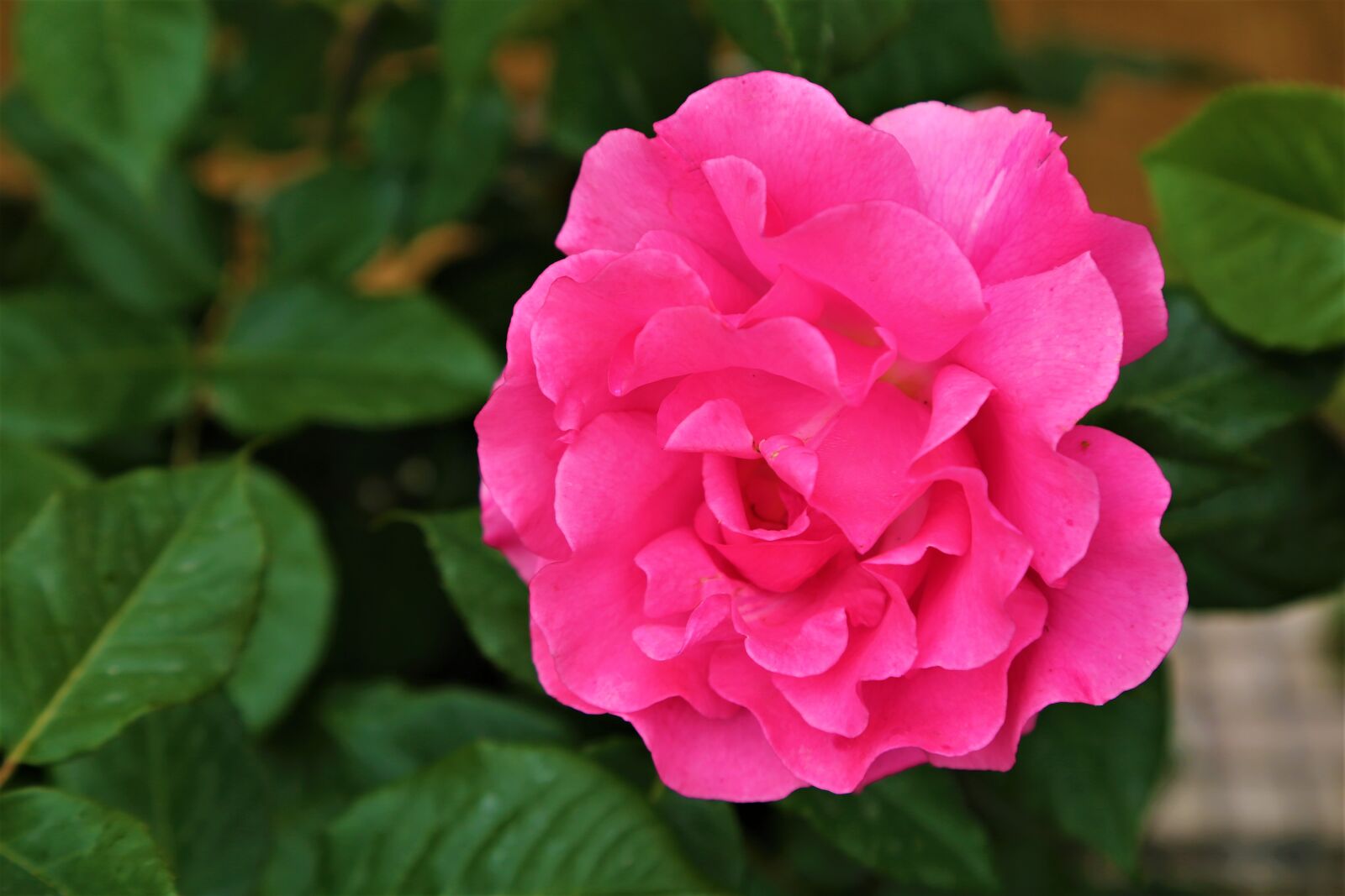 Canon EF 24-105mm F4L IS USM sample photo. Rose, spring, nature photography