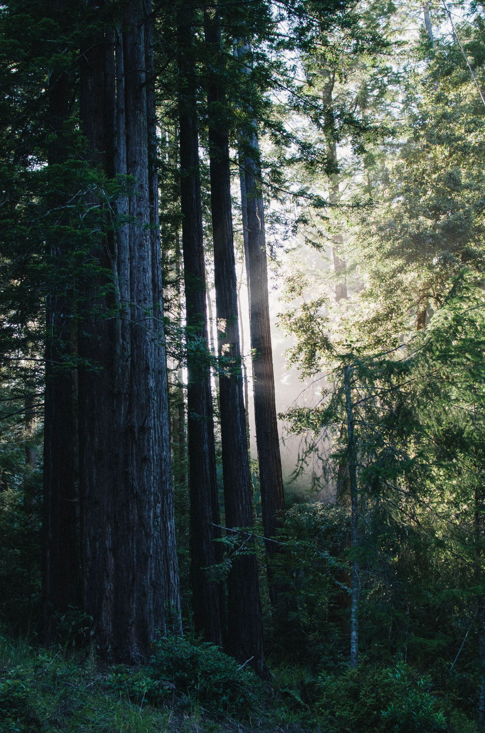 Nikon D7000 sample photo. Nature, sunlight, trees photography