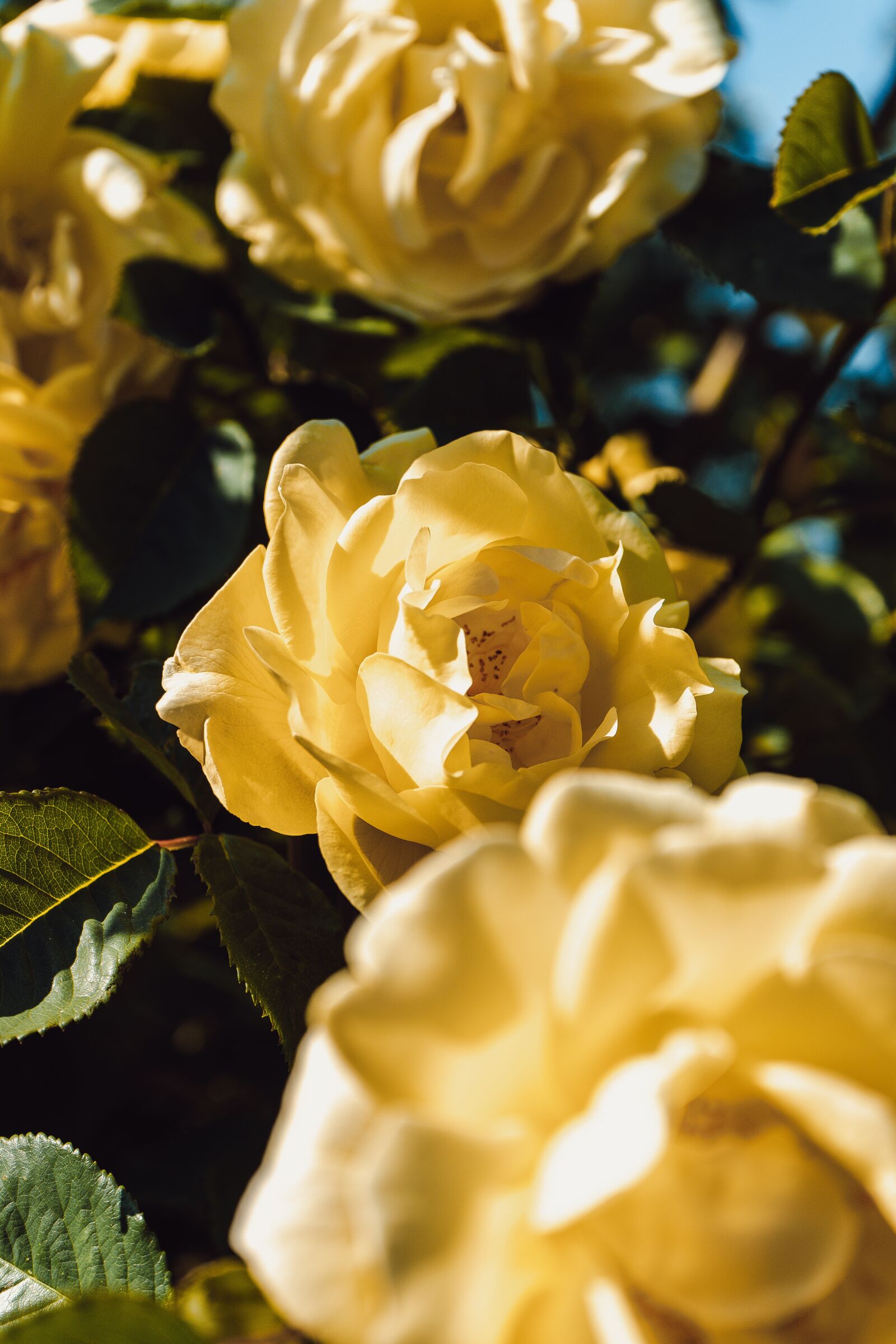 Sony a7 II + Sony FE 28-70mm F3.5-5.6 OSS sample photo. Flowers, nature, moody photography