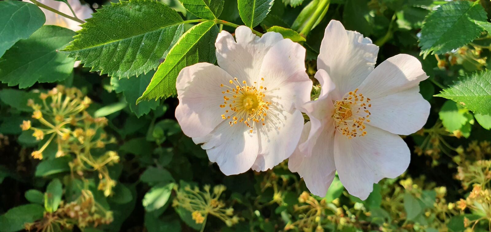 Samsung Galaxy S10+ sample photo. Rose, wild, flower photography