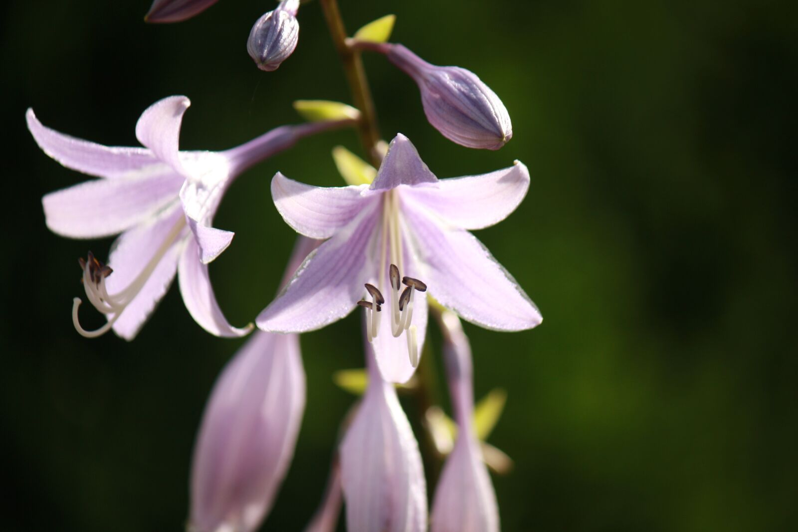 Canon EOS 1000D (EOS Digital Rebel XS / EOS Kiss F) sample photo. Flowers, sunlight, purple photography