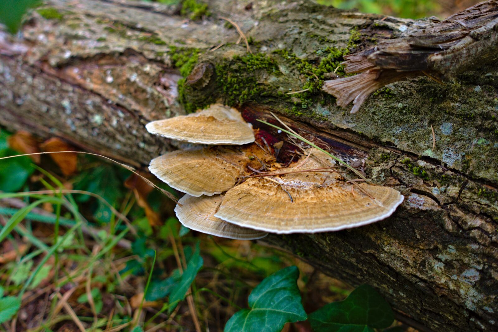 Sony DSC-RX100M5A sample photo. Fungus, wood, tree photography