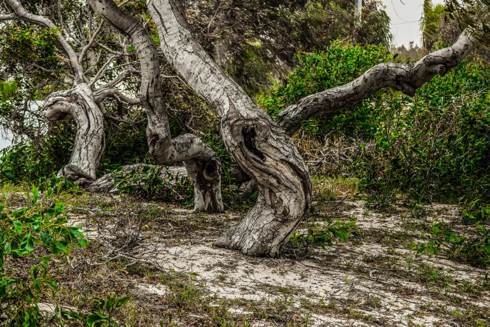 Nikon D3300 sample photo. Tree trunk, bole, dried photography
