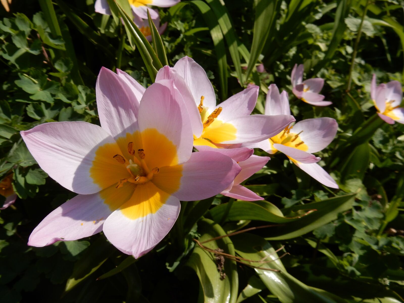 Nikon Coolpix S9900 sample photo. Tulip, pink, spring photography