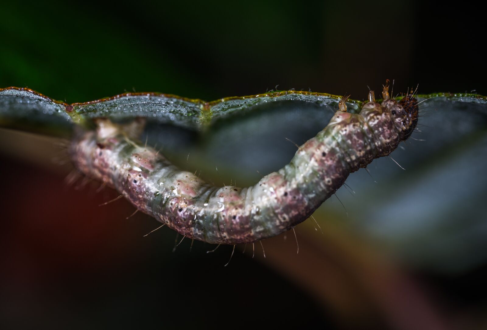 #124 65/2.8 sample photo. Insect, bespozvonochnoe, living nature photography