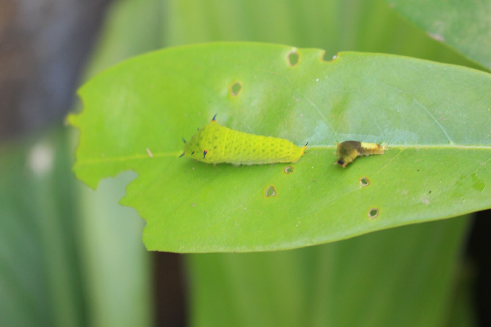 Canon EOS 700D (EOS Rebel T5i / EOS Kiss X7i) sample photo. Fauna, green, le photography