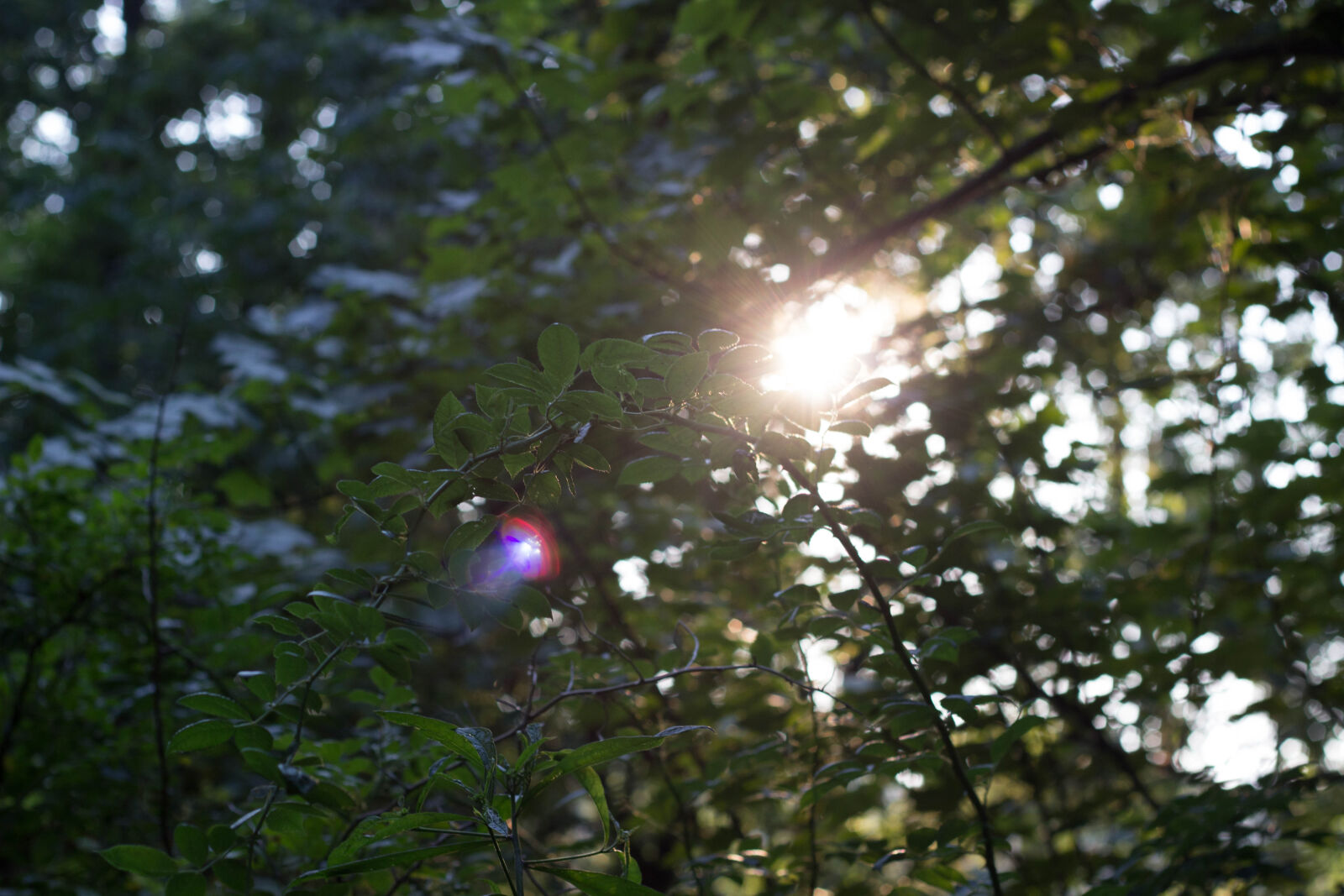 Canon EF 50mm F1.8 II sample photo. Nicolas, desarno photography