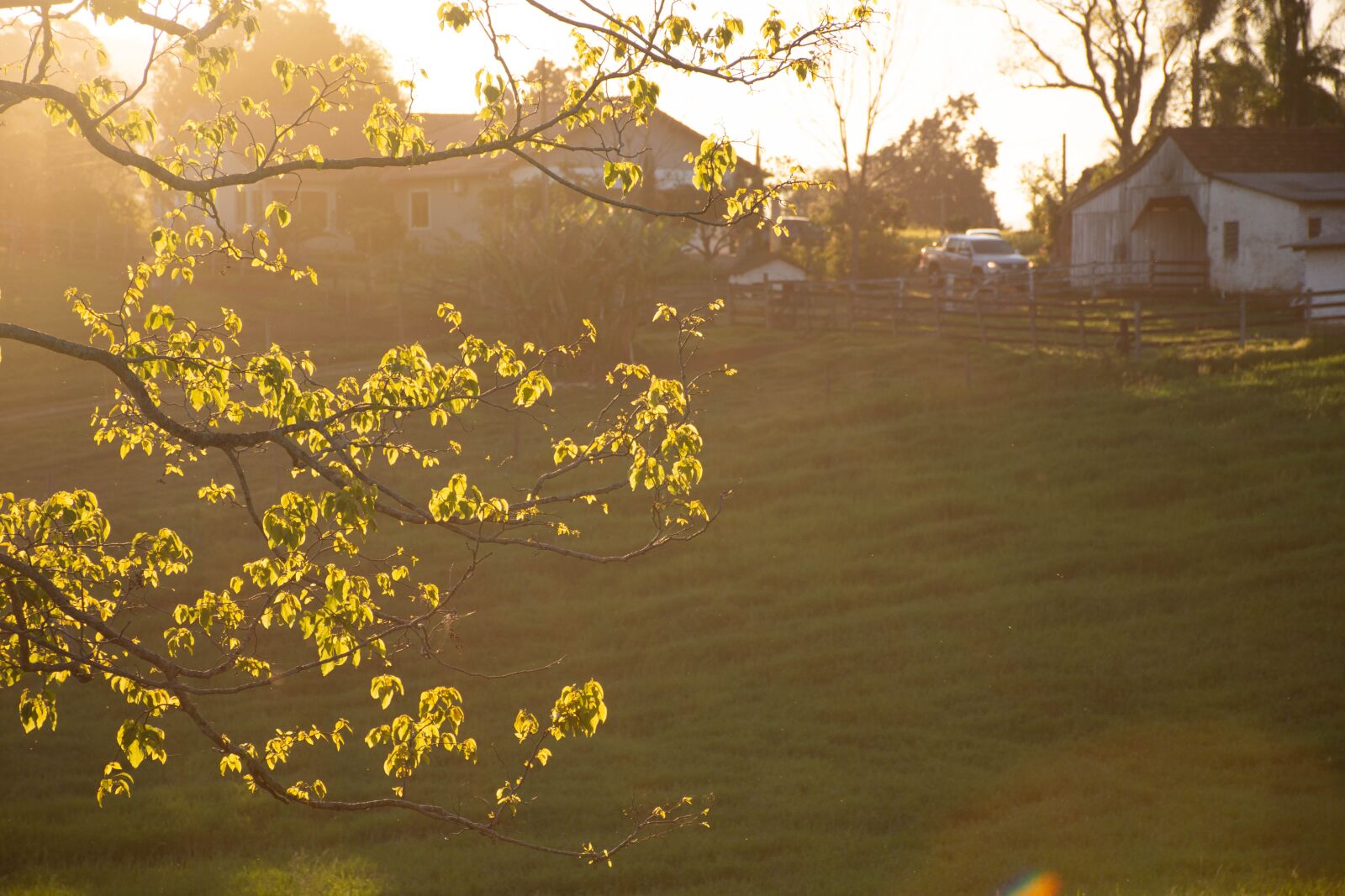 Nikon D7200 sample photo. Sunset, tree, nature photography