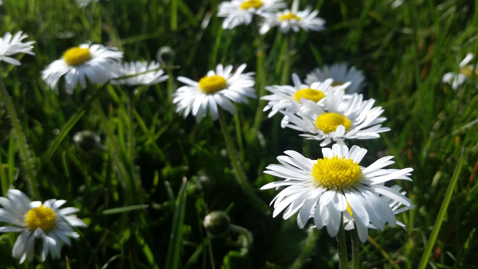 Samsung Galaxy S5 sample photo. Nature, flower, flora photography