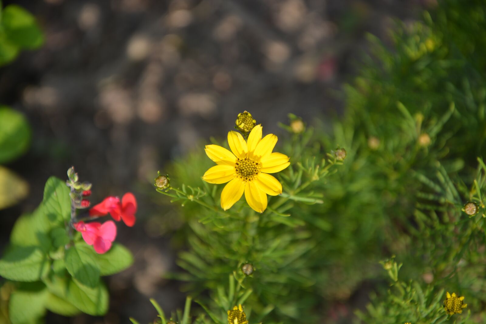 Nikon D5200 sample photo. Flowers, yellow, nature photography