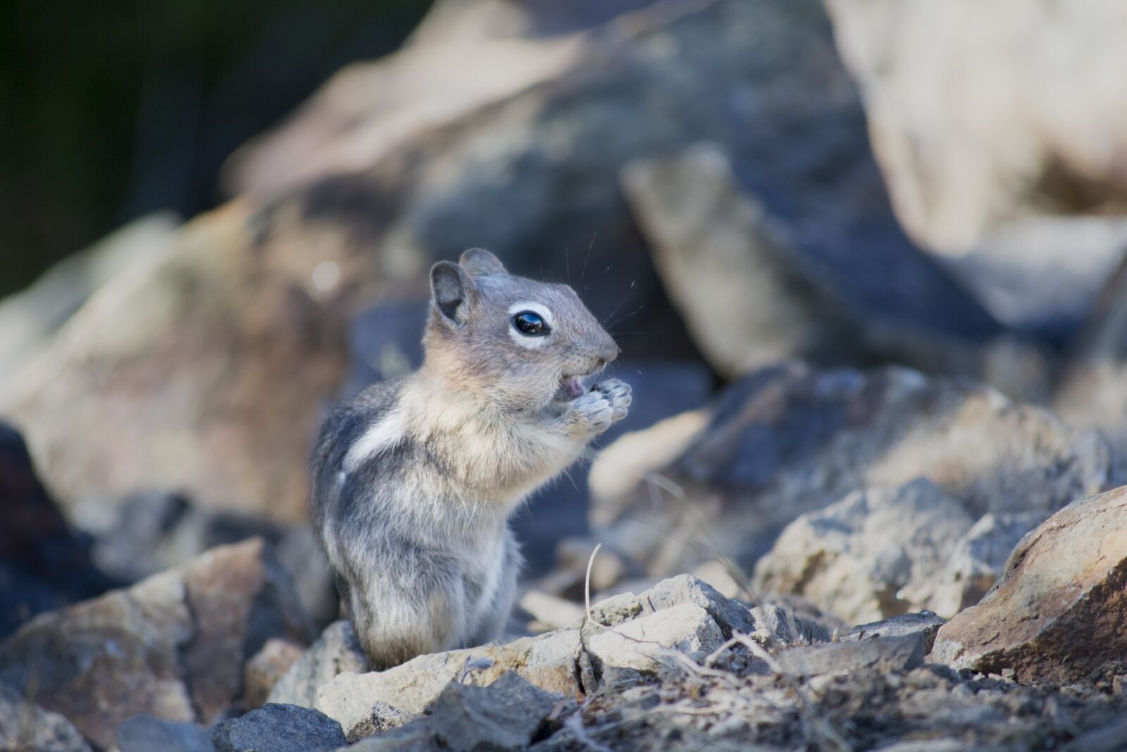 Nikon D3100 sample photo. Chipmunk, squirrel, mammal photography