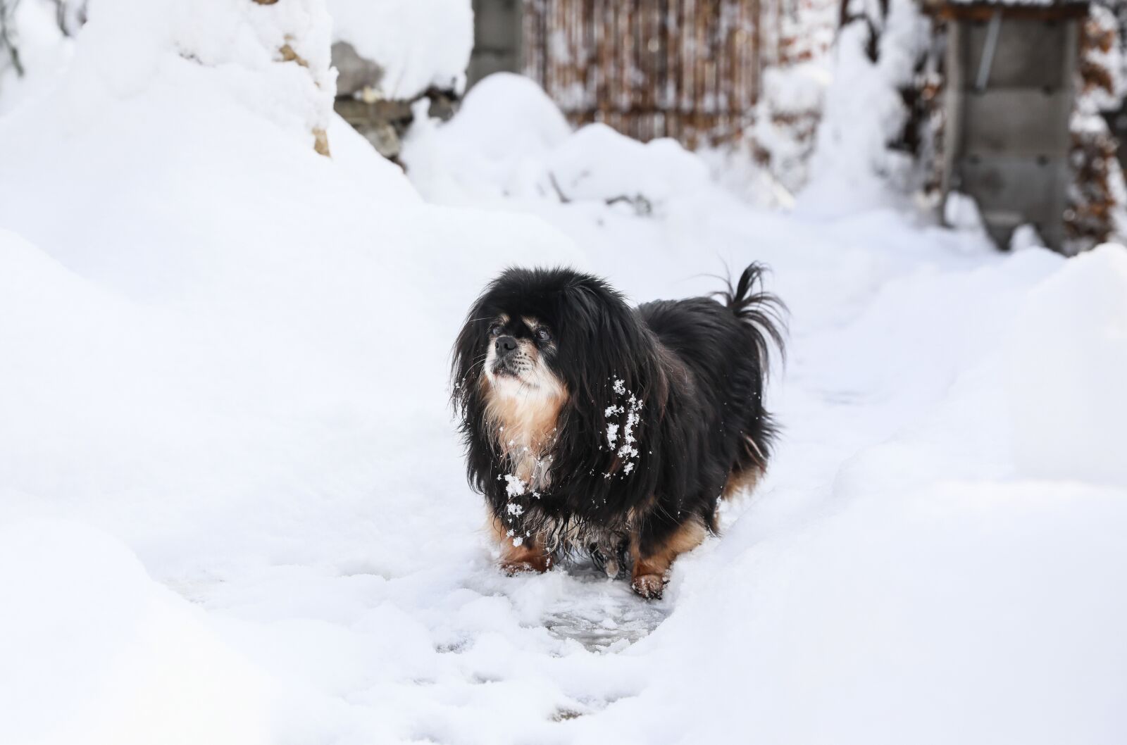 Canon EOS 5D Mark IV sample photo. Dog, dog in the photography