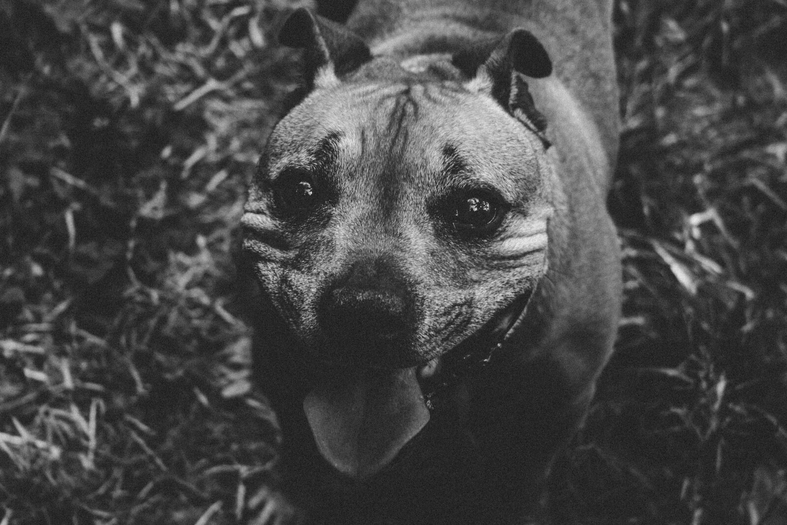 Canon EOS 20D sample photo. B, w, black, and photography