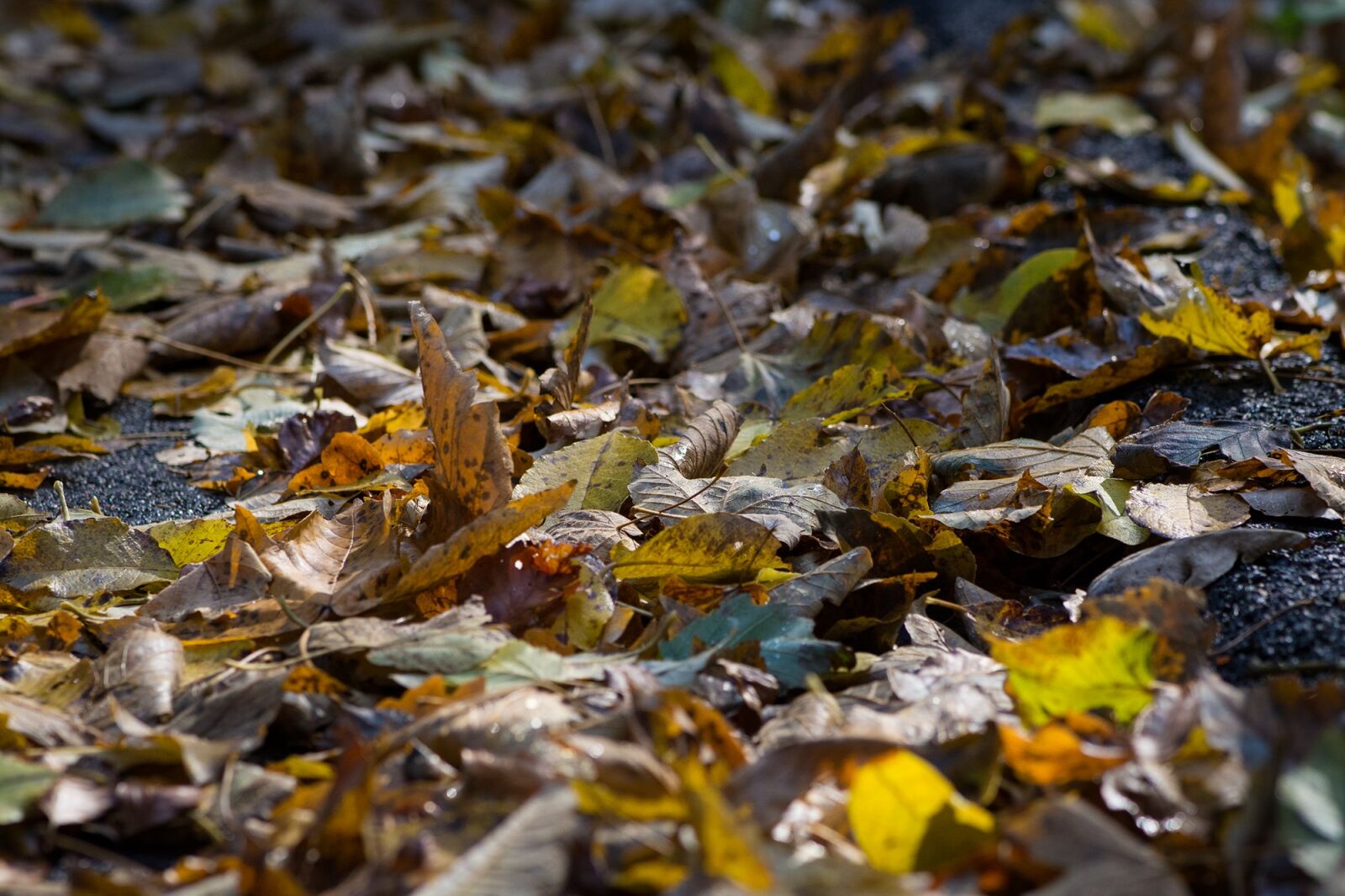 Nikon D7100 sample photo. Leaves, away, on the photography