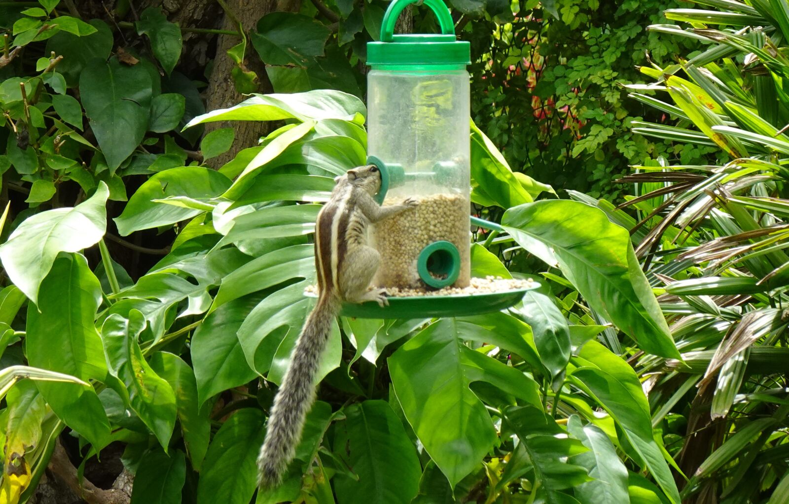 Sony DSC-WX800 sample photo. Squirrel, indian palm squirrel photography