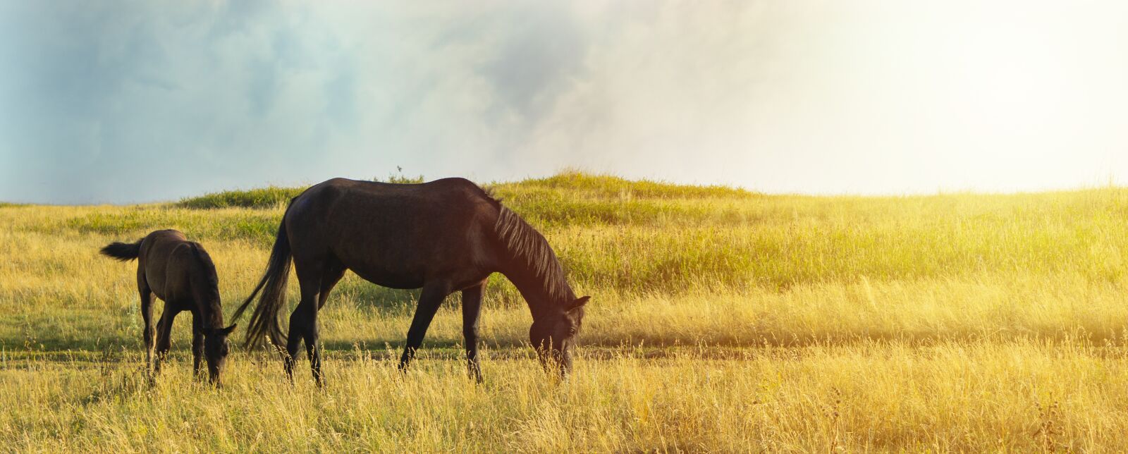 Canon EOS 600D (Rebel EOS T3i / EOS Kiss X5) sample photo. Horse, foal, graze photography