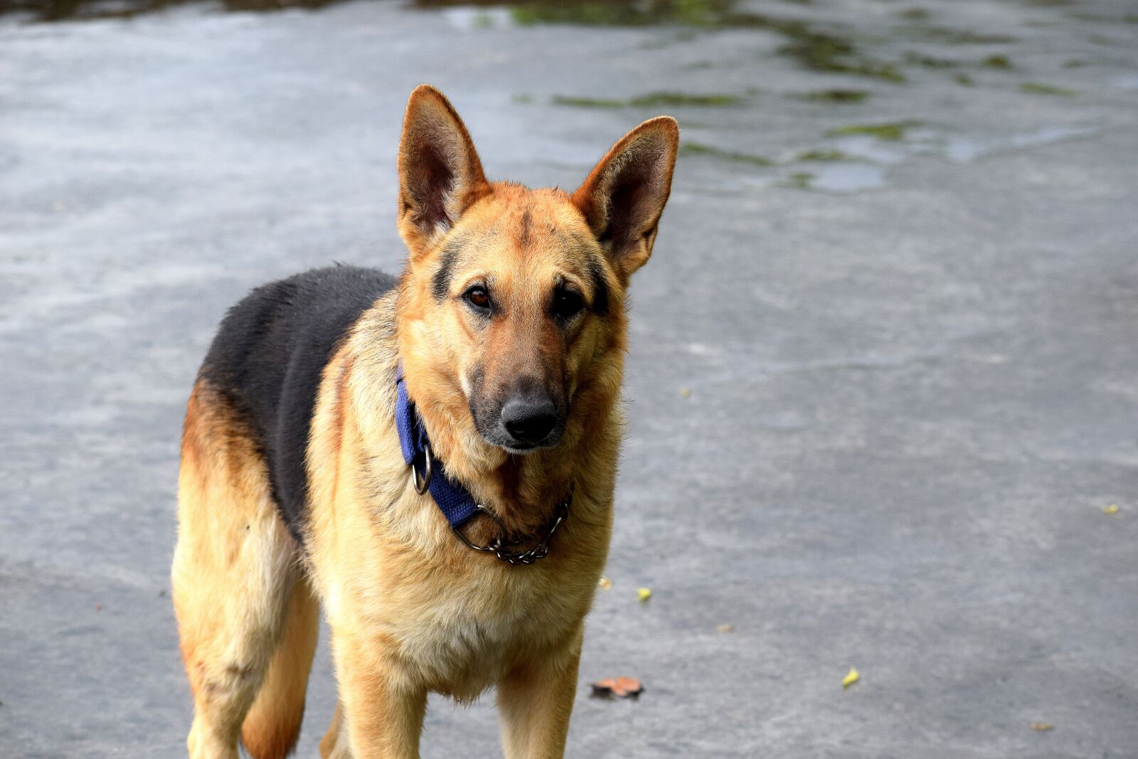 Nikon D3300 sample photo. Dog, german shepherd, animal photography