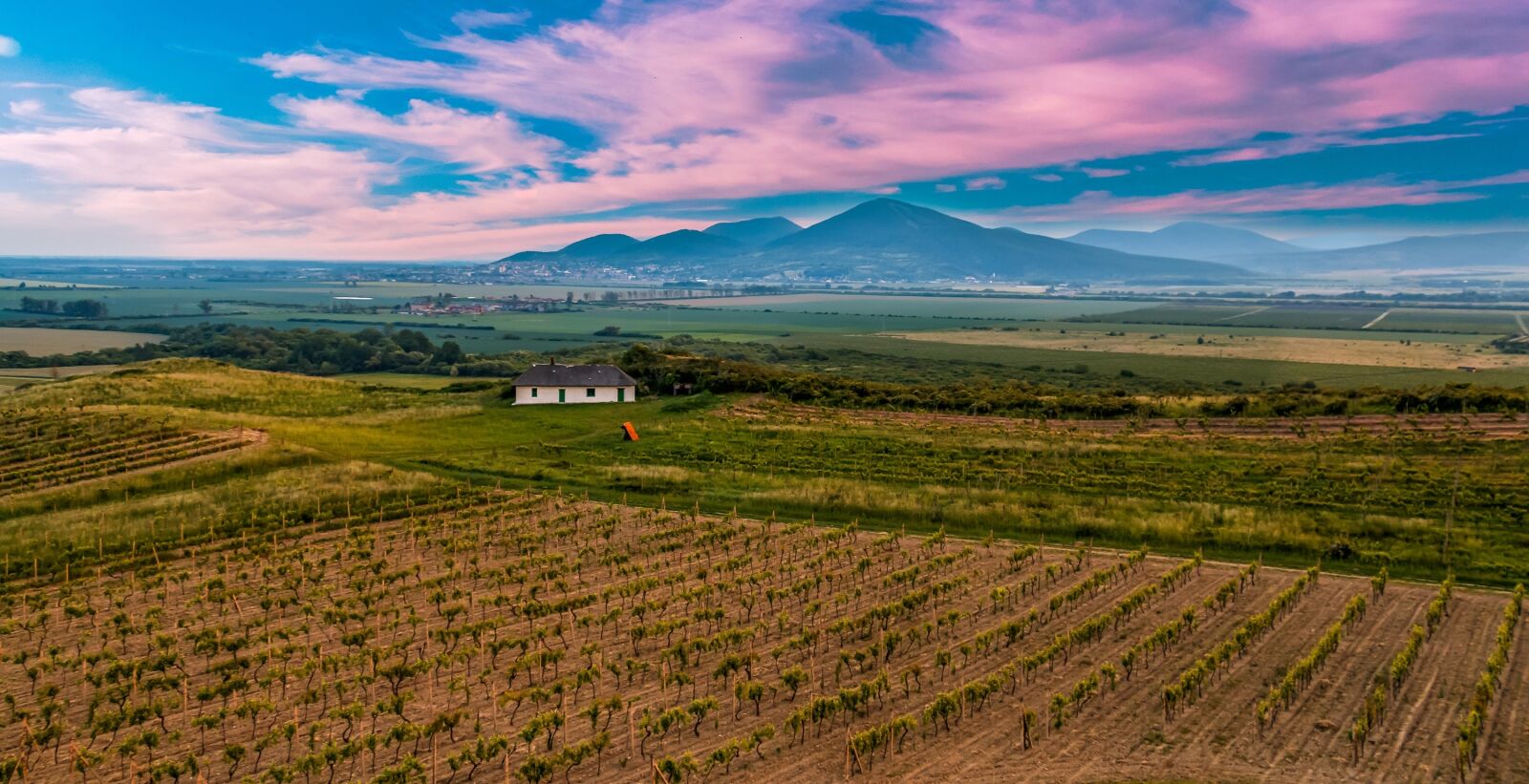 Canon EOS 70D sample photo. Vineyard, vine, viničky photography