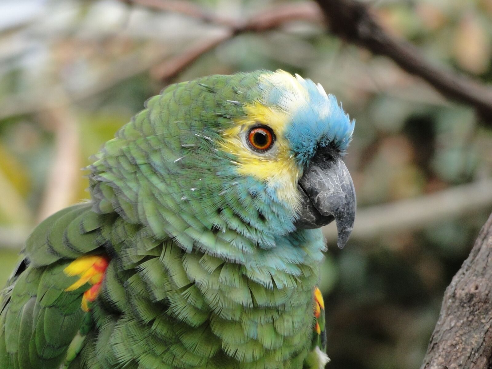 Sony Cyber-shot DSC-HX1 sample photo. Parrot, animal, tropical bird photography