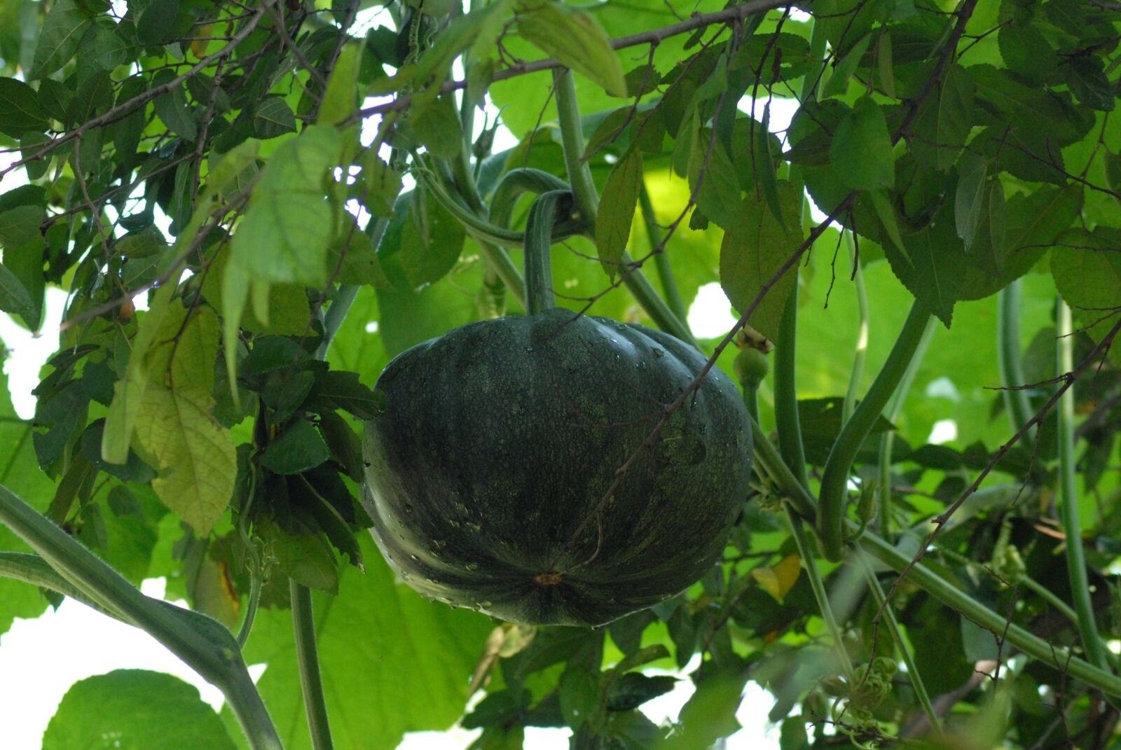 Nikon D200 sample photo. Pumpkin wild, vegetables, field photography